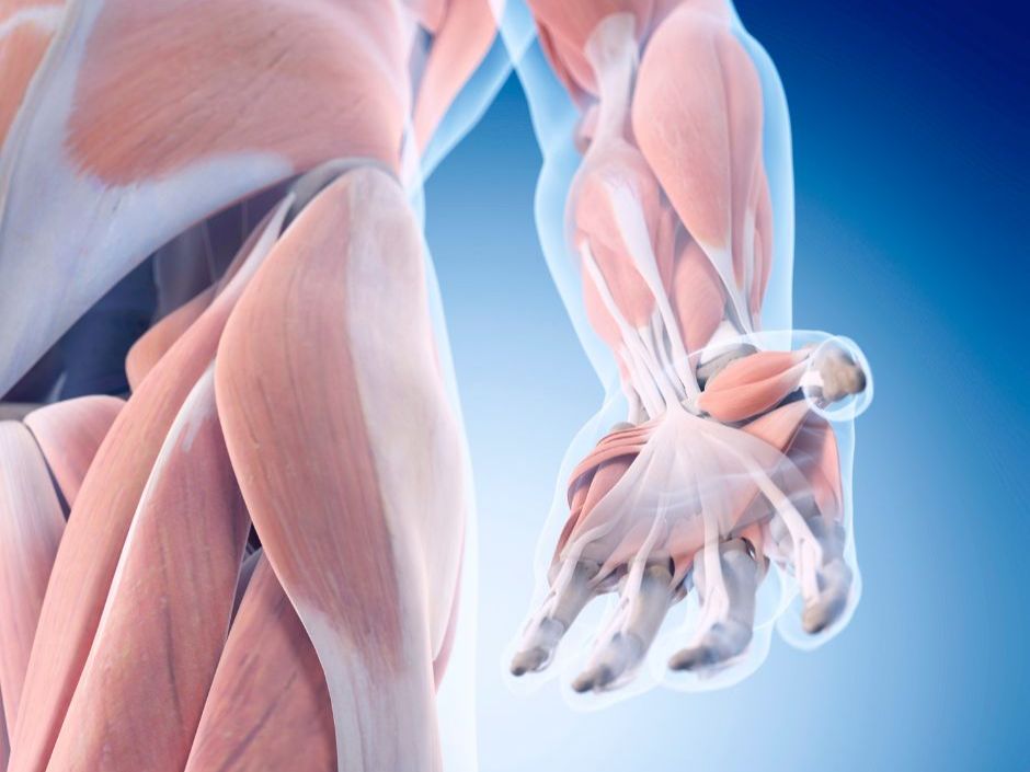 fascia