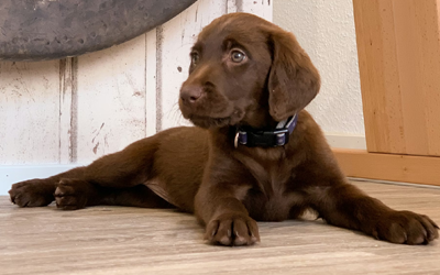 The Current UK Veterinary Review